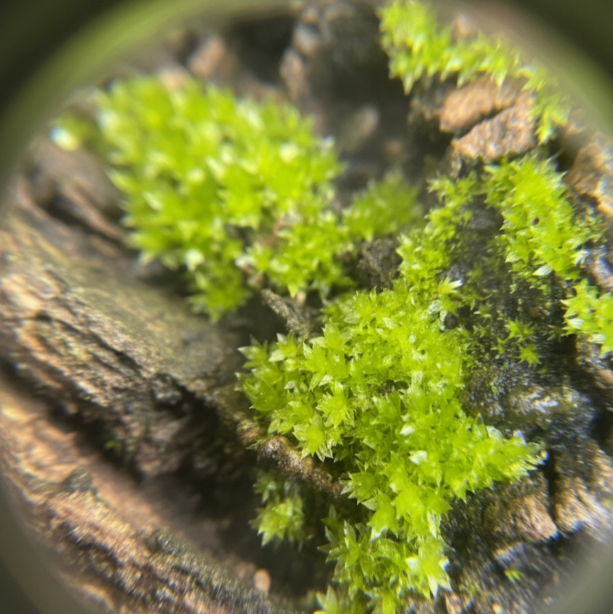 Explorer Lens